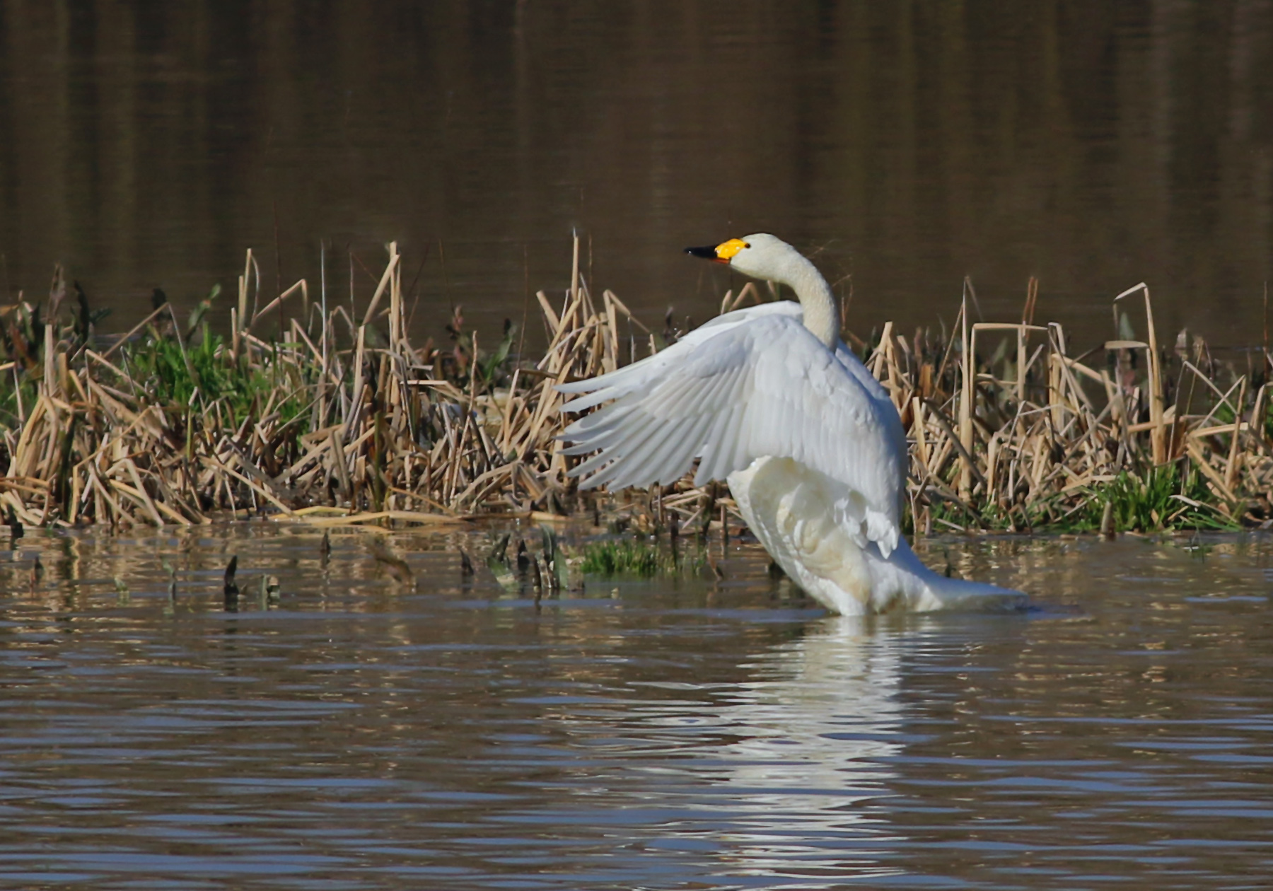 Tundra Swan